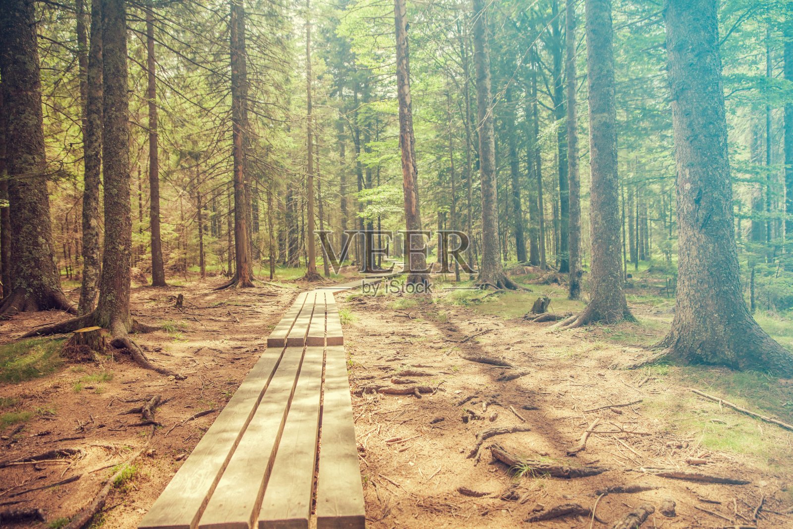 徒步旅行者在前往斯洛文尼亚黑湖的树林中穿过高高的树木的木板路照片摄影图片