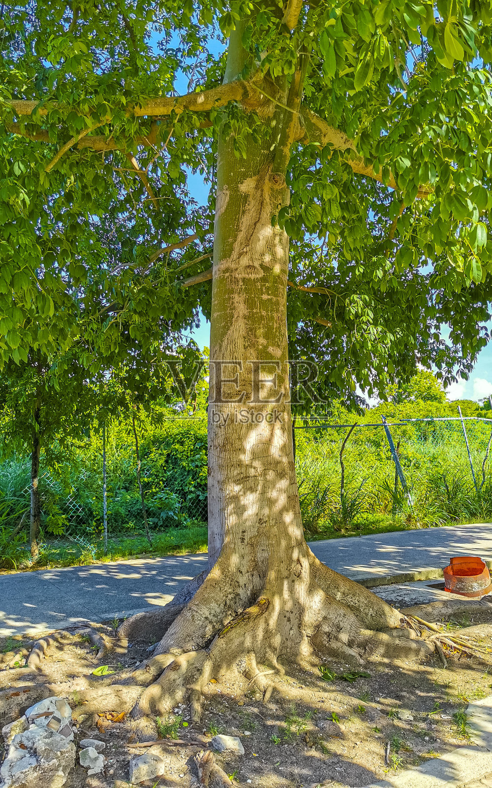 巨大美丽的木棉树，在墨西哥有刺的木棉树。照片摄影图片