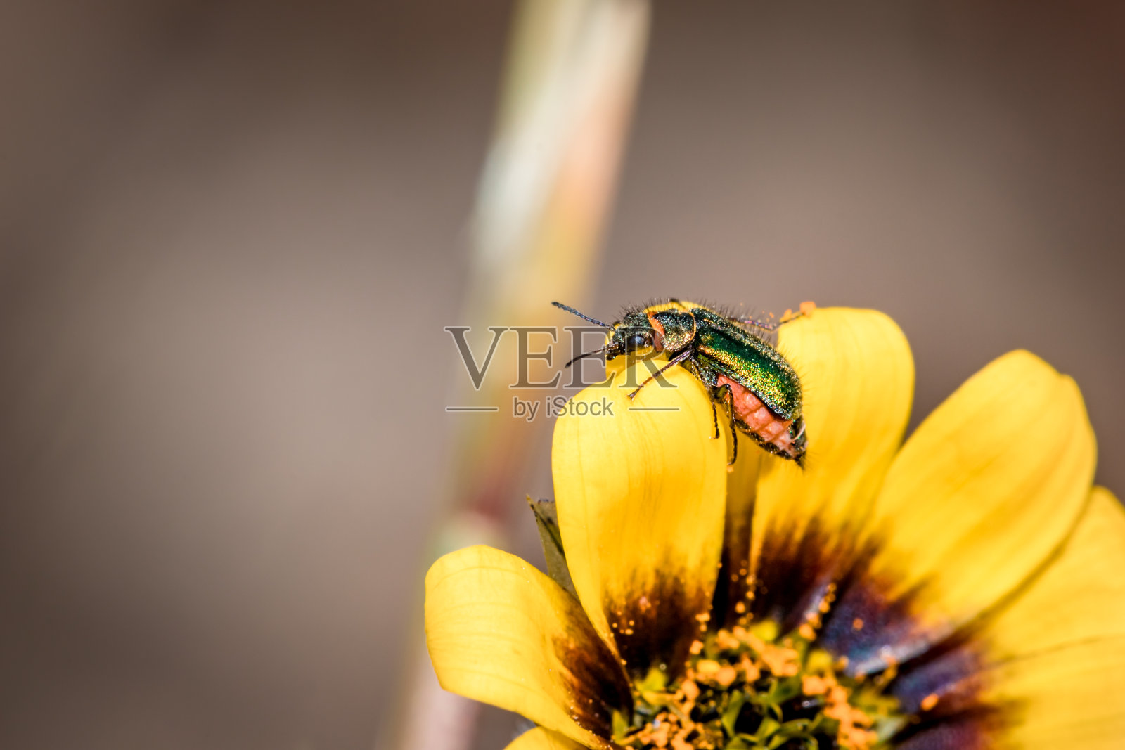 软翼花甲虫(hedybius属)，在一种黄色的独眼怪物花上 (巨骨精)，南非开普敦照片摄影图片