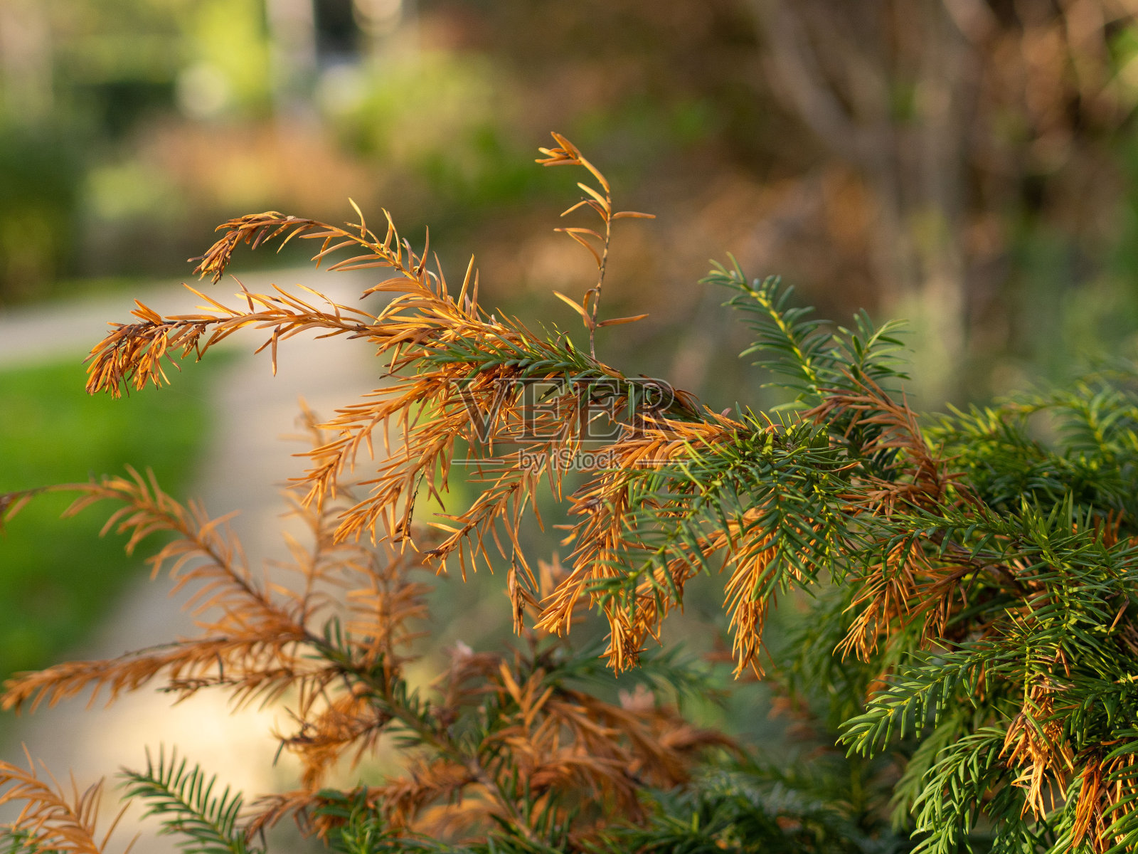 Automn树照片摄影图片