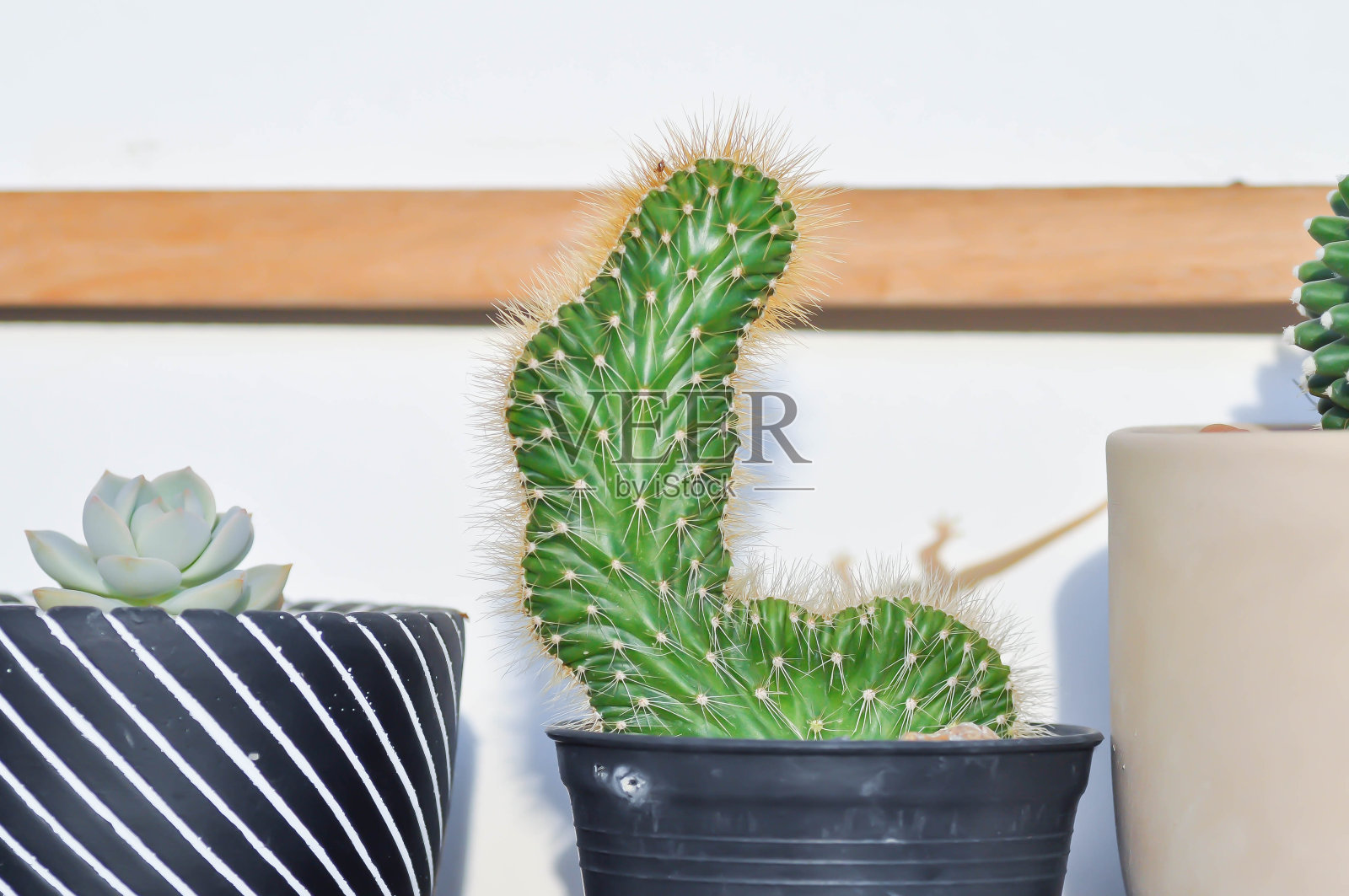 蛇纹柱冠嫁接仙人掌照片摄影图片