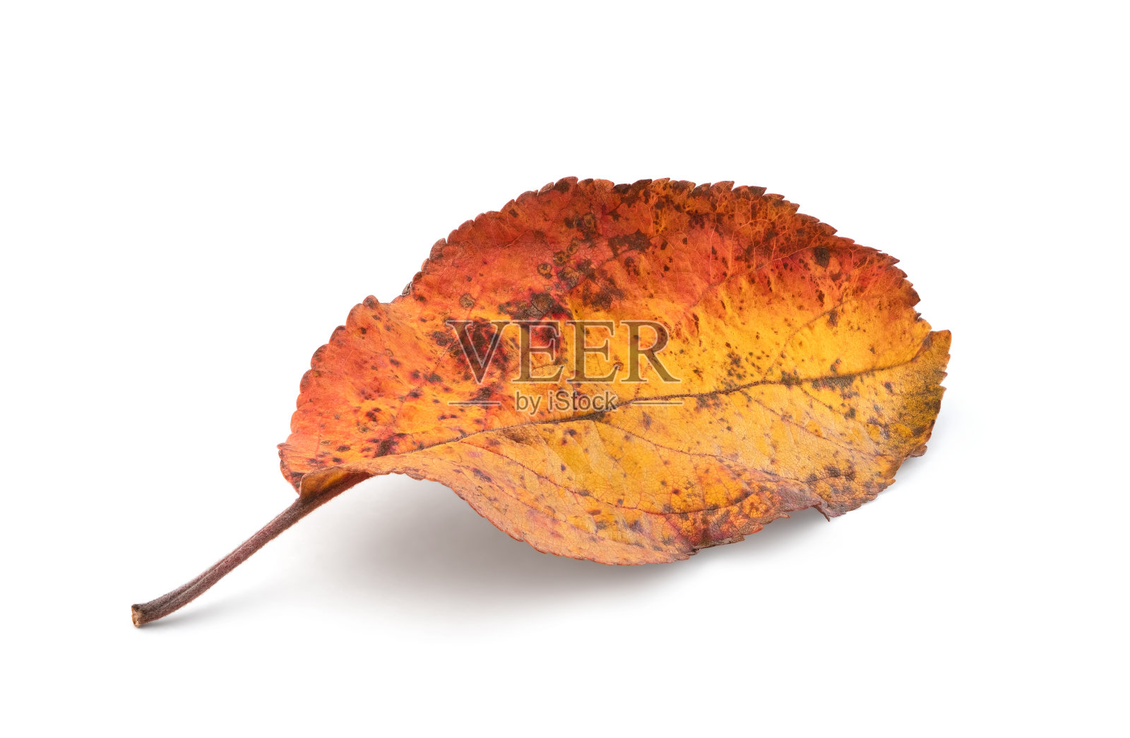 秋叶孤立在白色背景上照片摄影图片