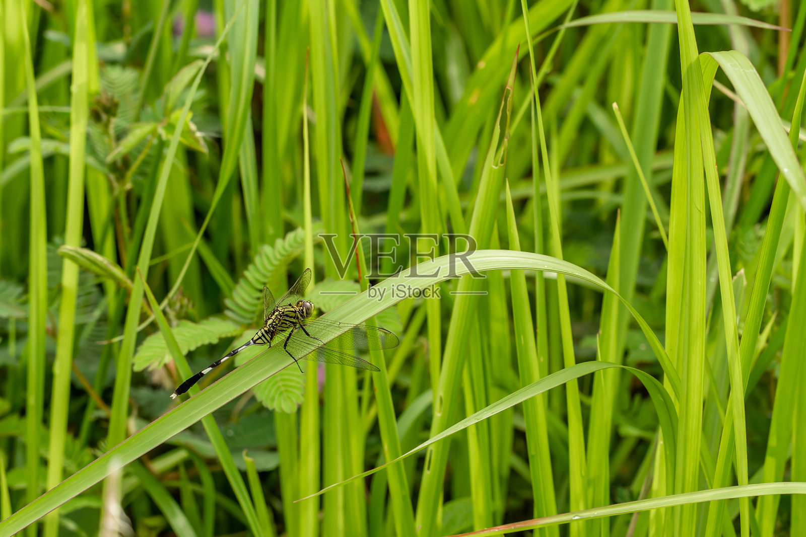 一只绿色蜻蜓停在科贡草的叶子上照片摄影图片