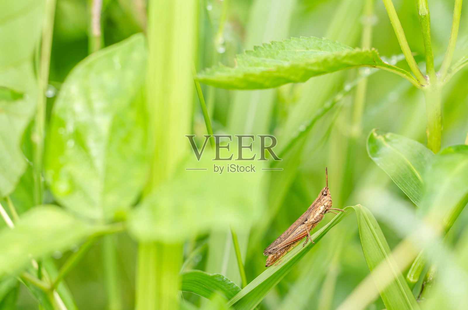 一只栖息在绿叶上的棕色蚱蜢照片摄影图片