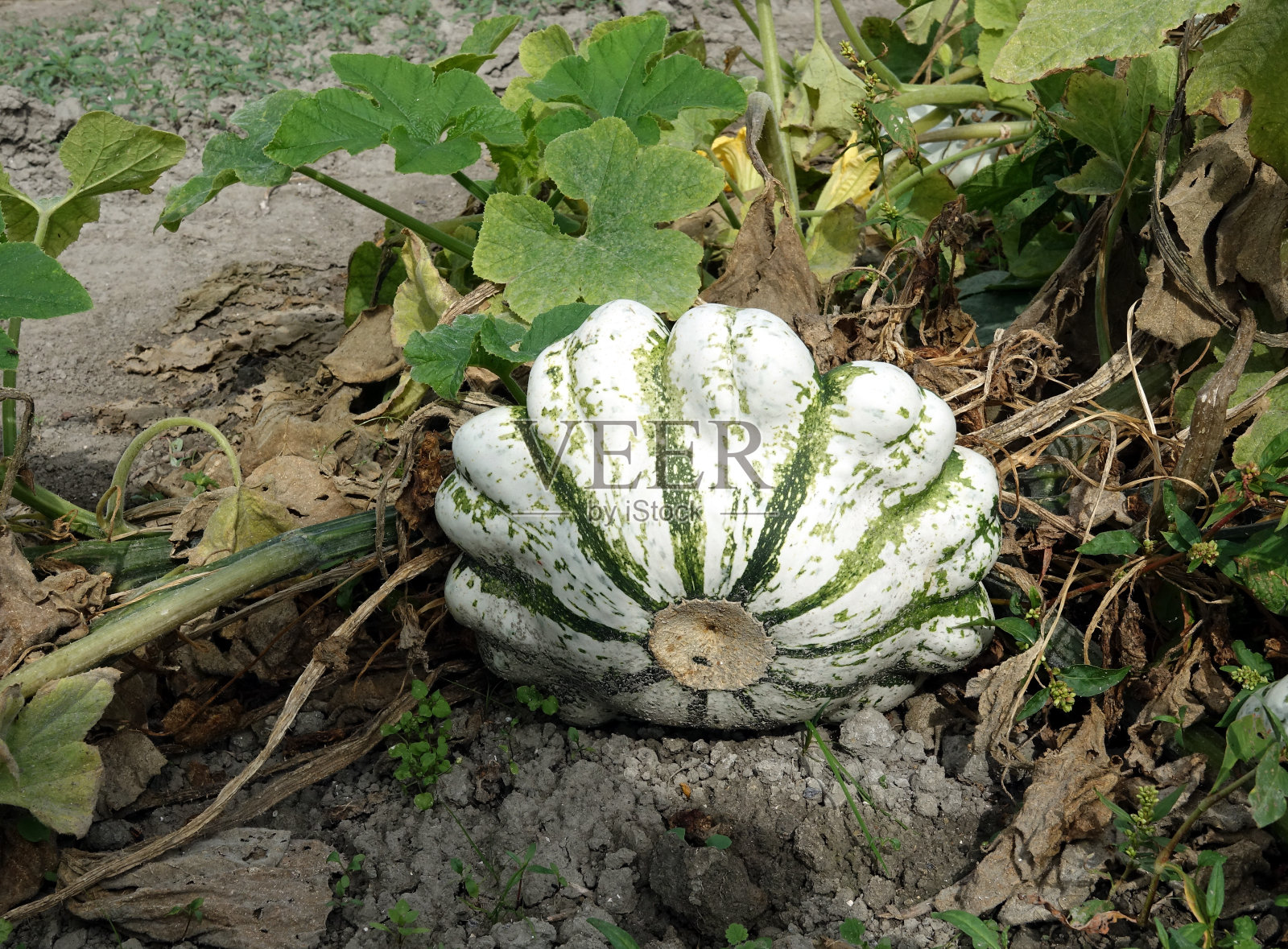有机食品照片摄影图片