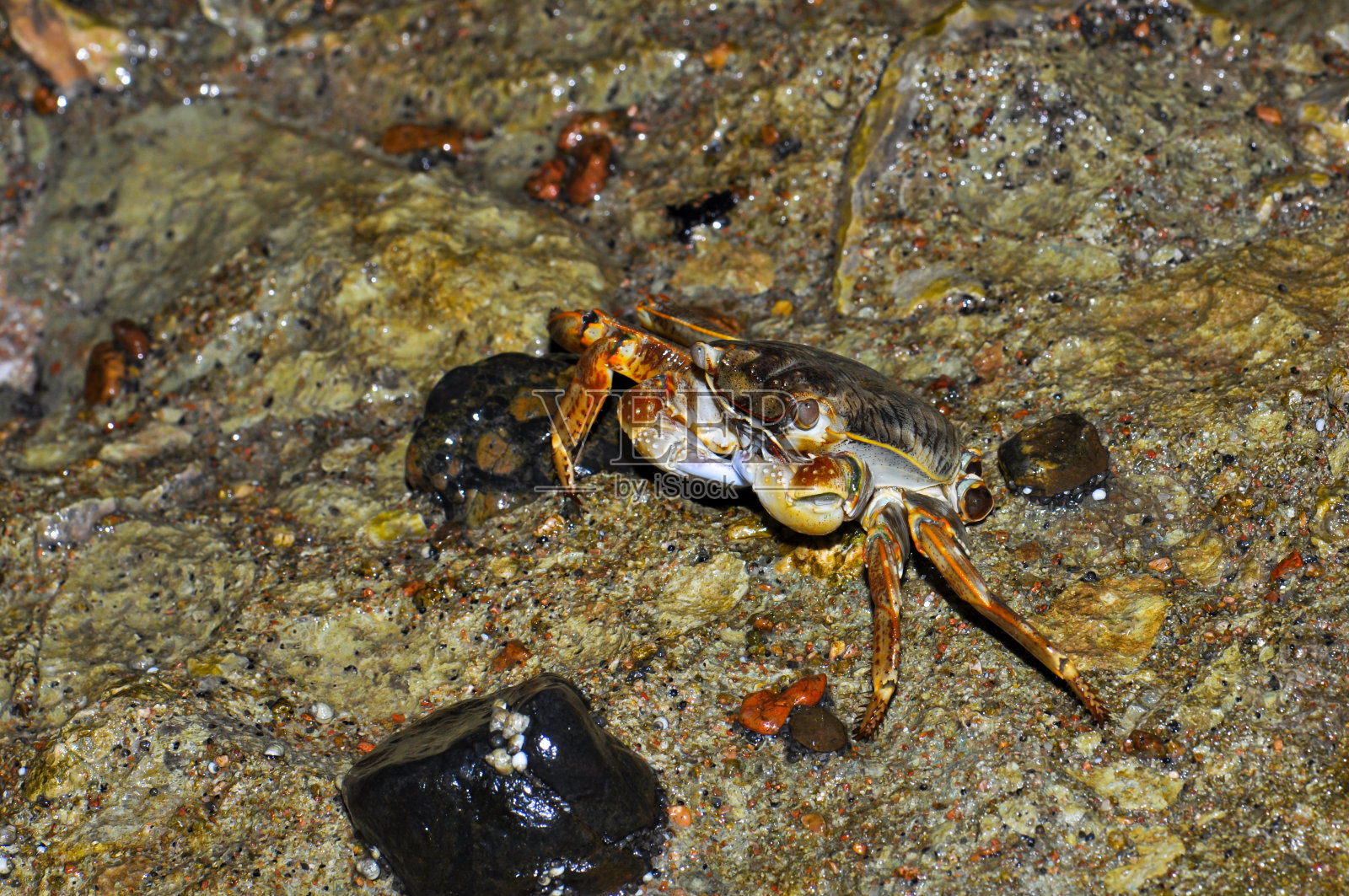 埃及沙姆沙伊赫红海岩石上的螃蟹照片摄影图片