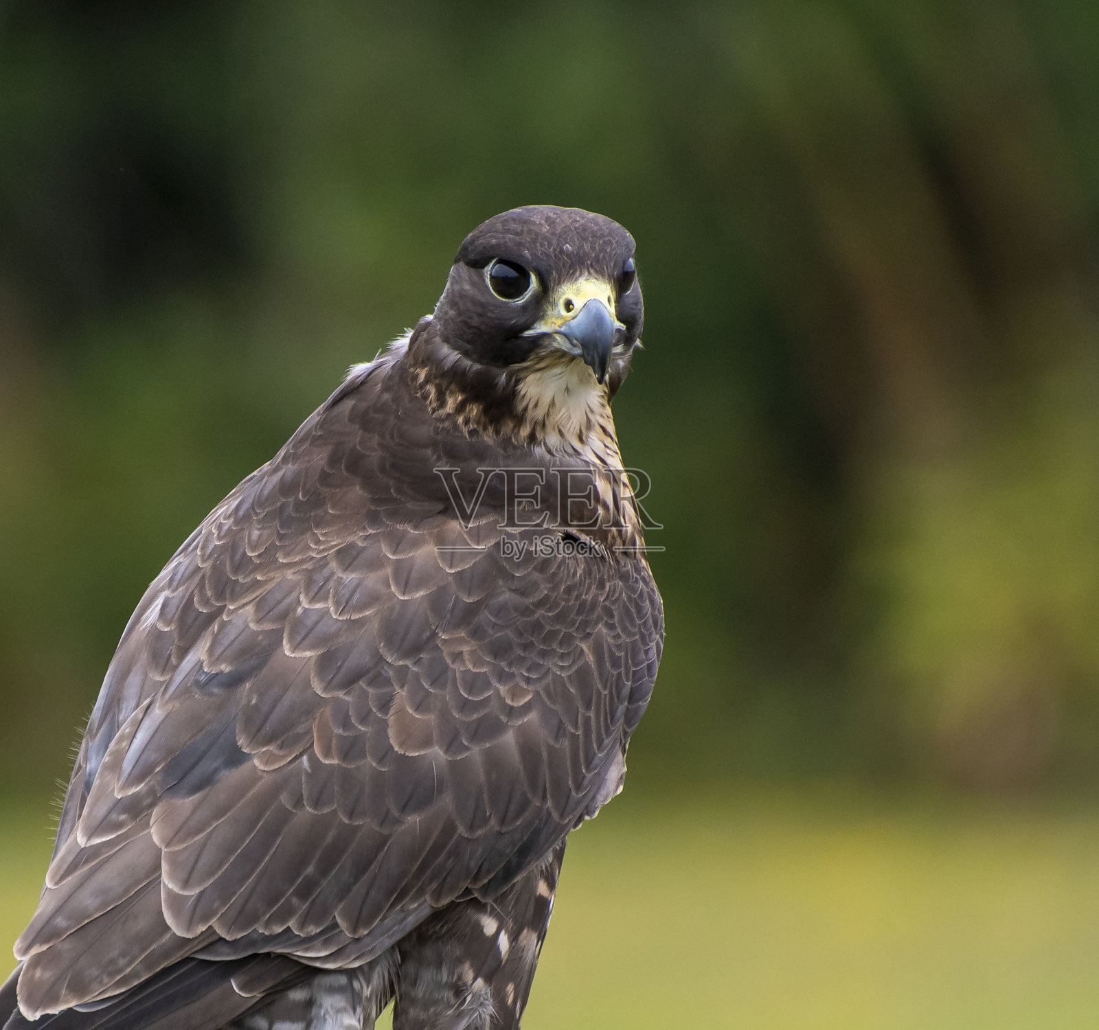 一只Gyr Peregrine巴巴里隼的肖像照片摄影图片
