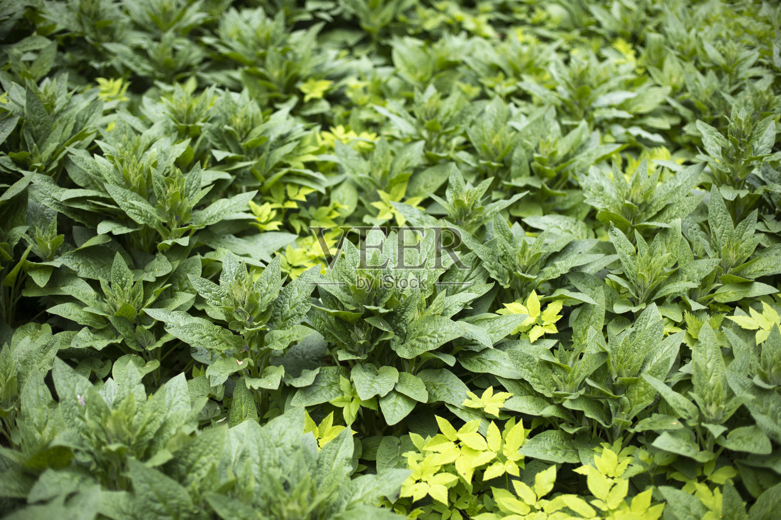 森林中的绿色植物丛。大量的表。照片摄影图片