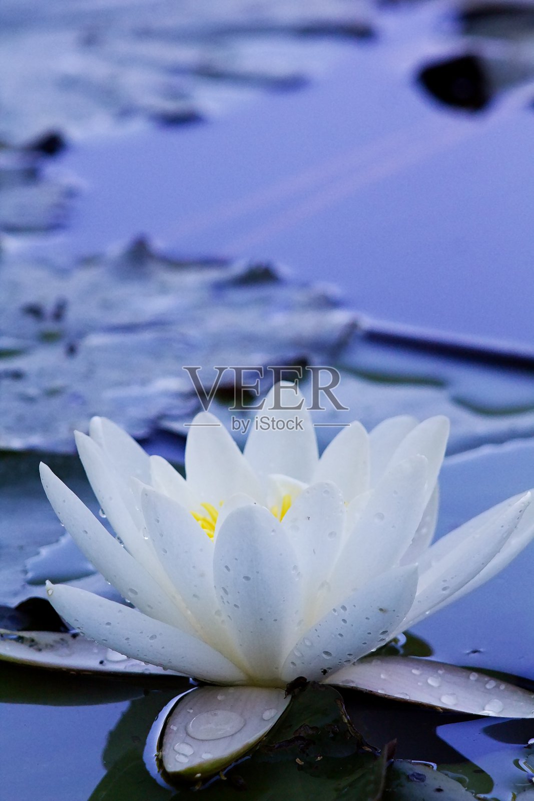 白睡莲，水中莲花。照片摄影图片