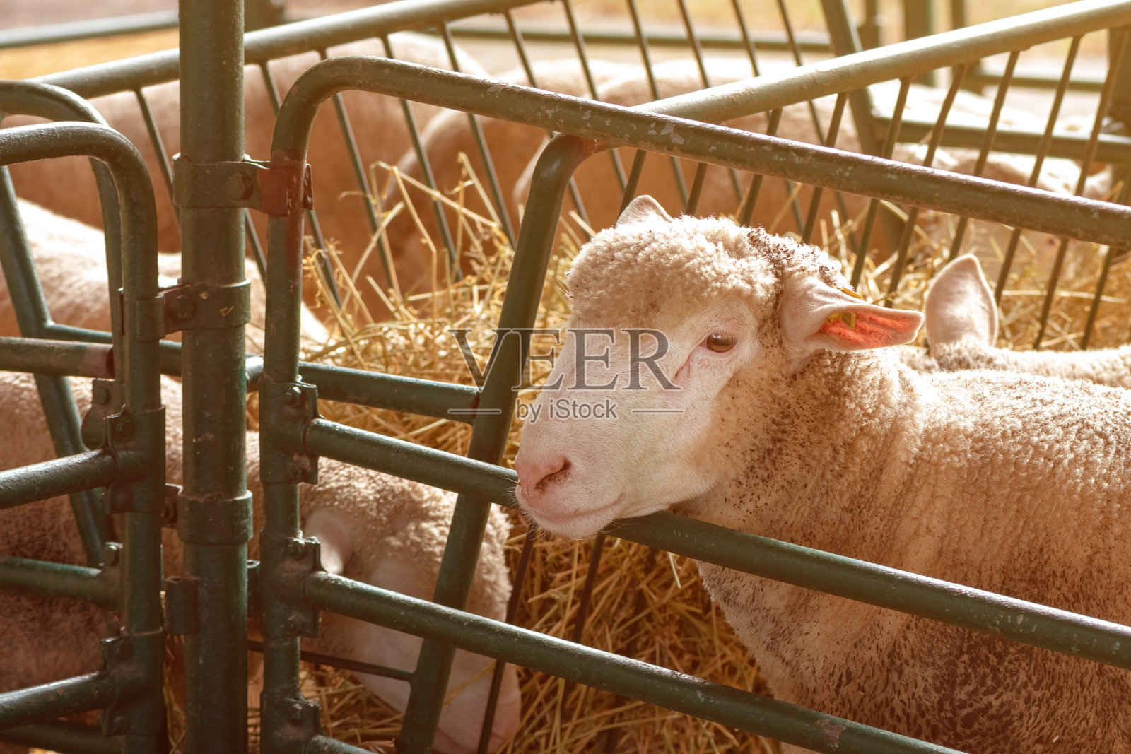 羊圈里的羊照片摄影图片