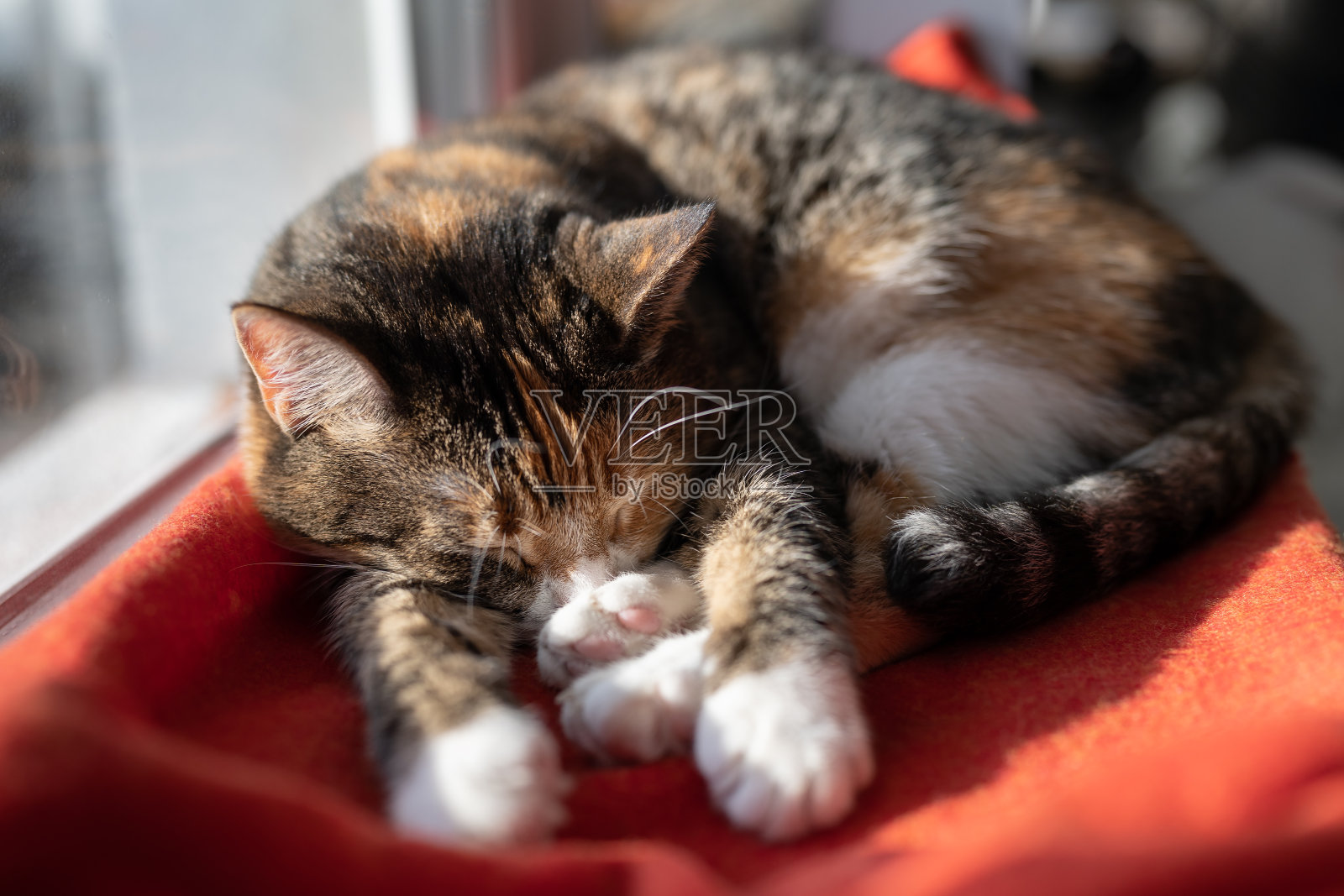 昏昏欲睡的猫躺在窗台上的红毯子上，在明亮的阳光下取暖。照片摄影图片