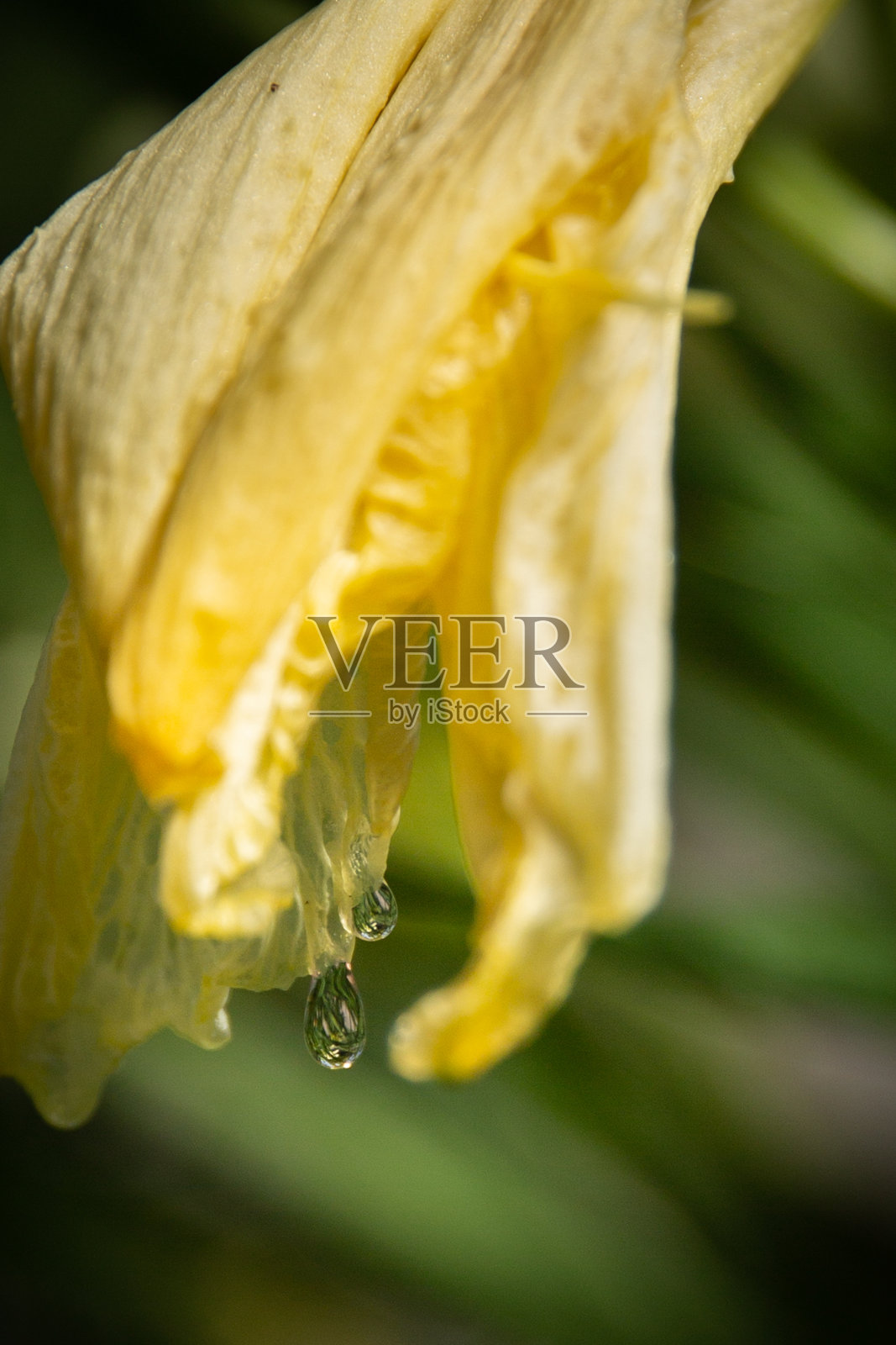 虎百合，百合的花瓣与水滴下垂特写。照片摄影图片