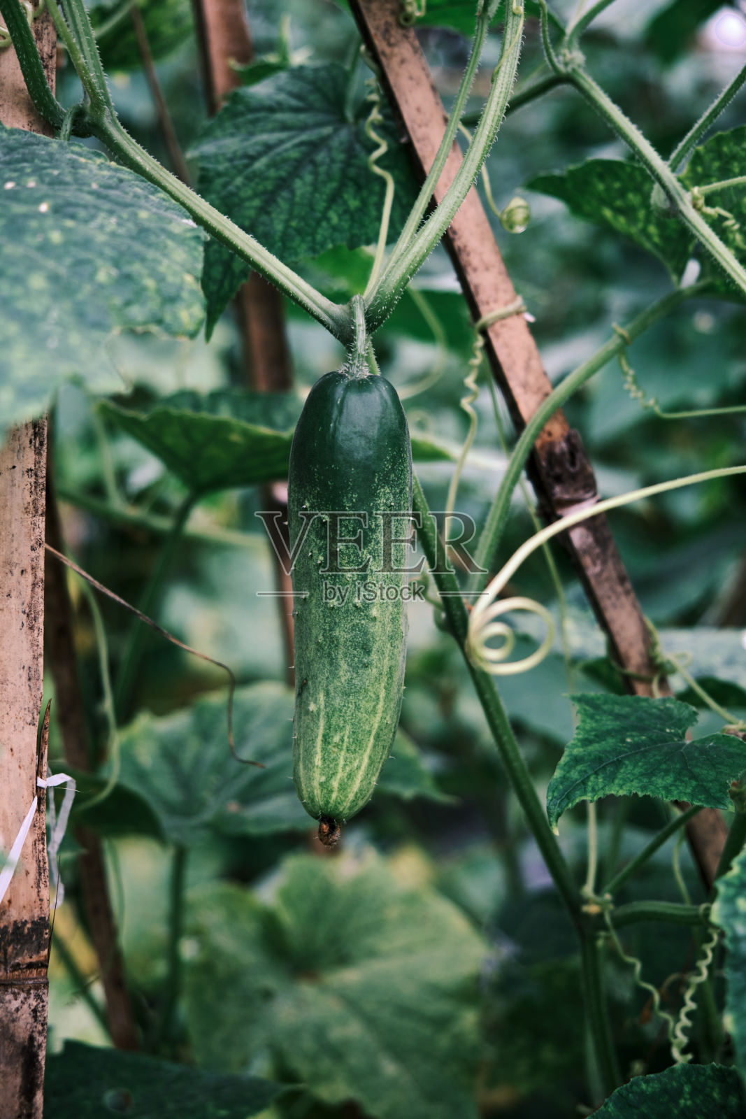 新鲜的黄瓜照片摄影图片