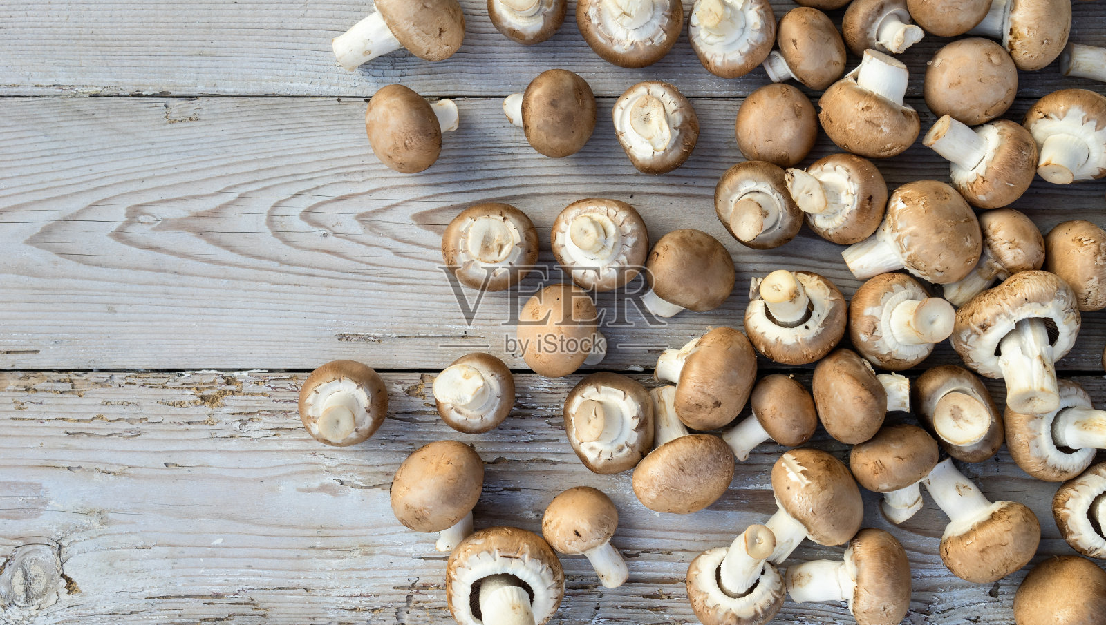 蘑菇照片摄影图片