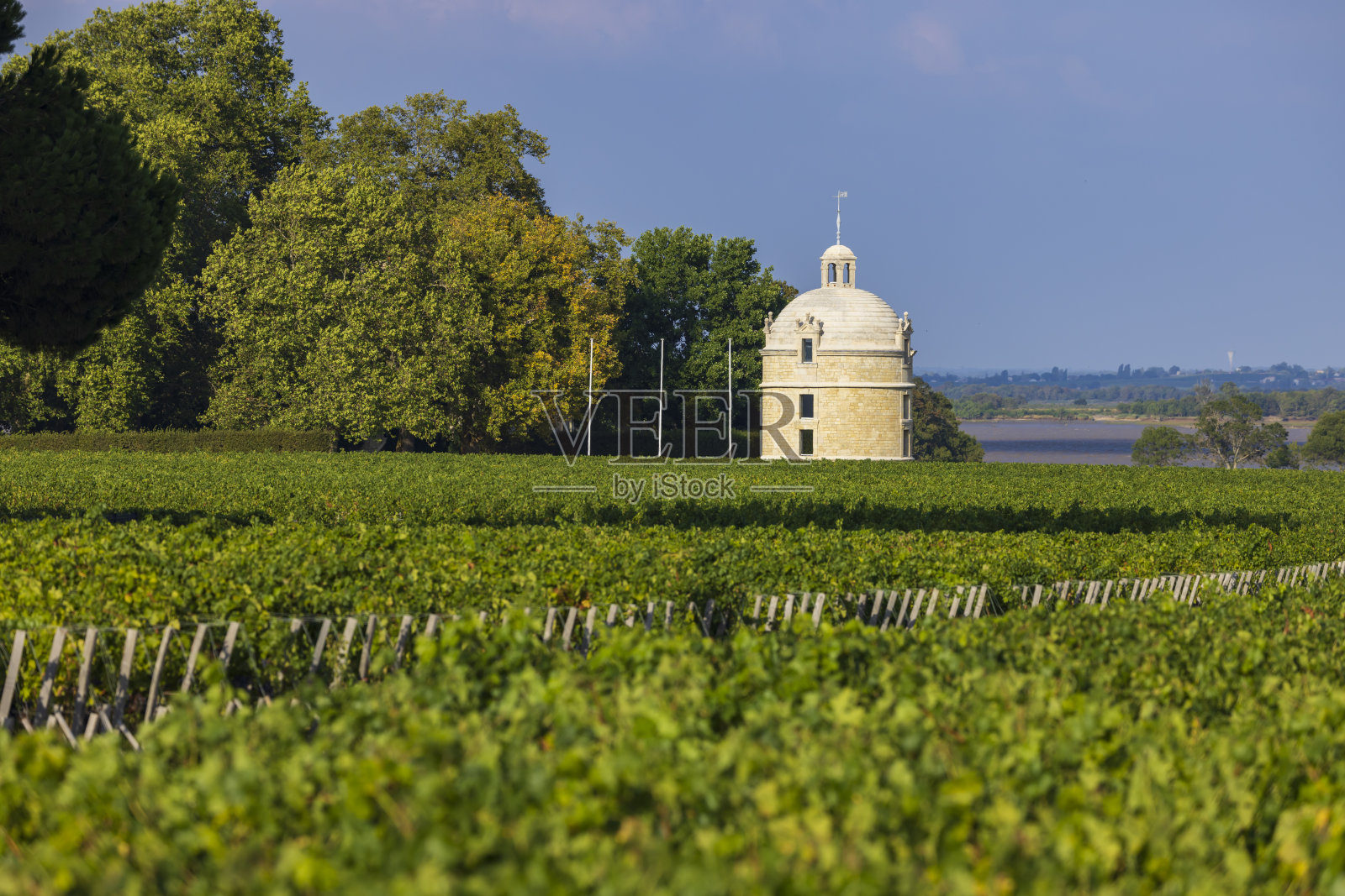 典型的葡萄园附近的Chateau Latour，波尔多，阿基坦，法国照片摄影图片