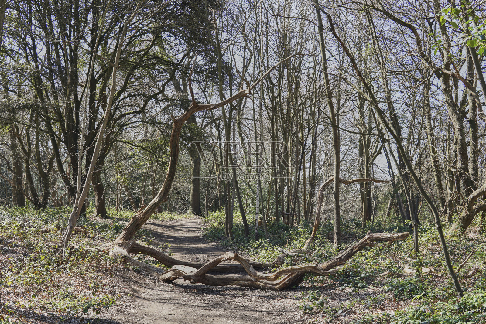 森林里人行道中间的死树照片摄影图片