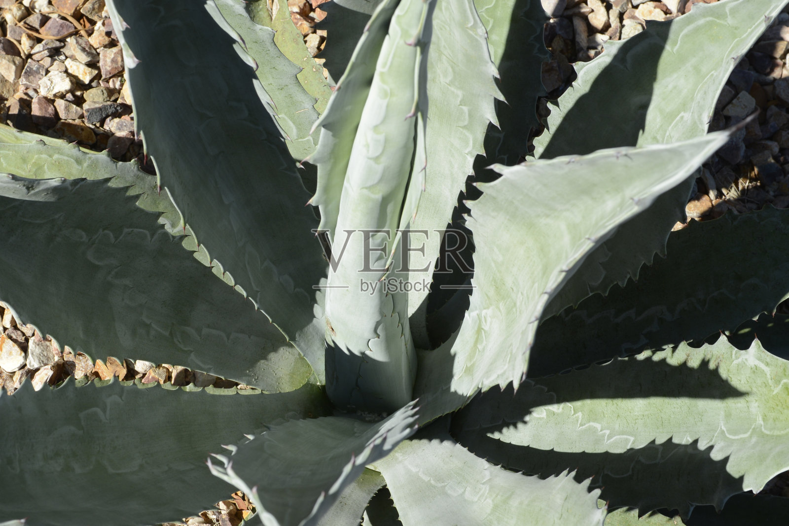 图森州自由生长的龙舌兰植物照片摄影图片