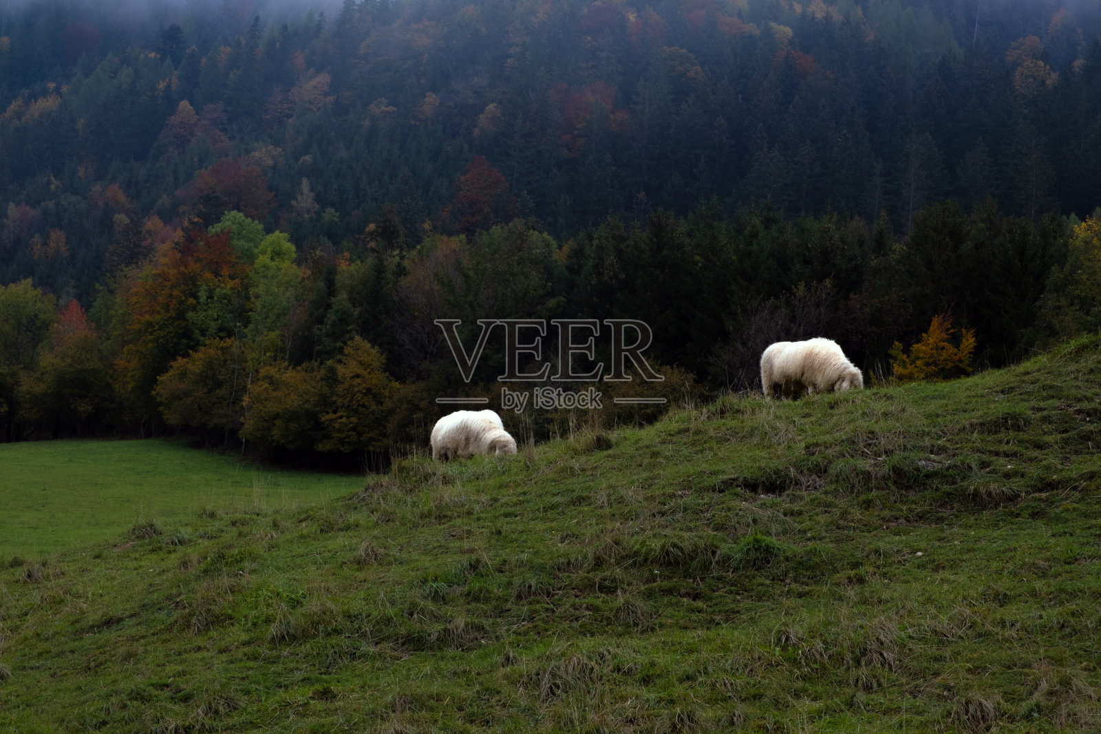 羊在山上吃草。照片摄影图片