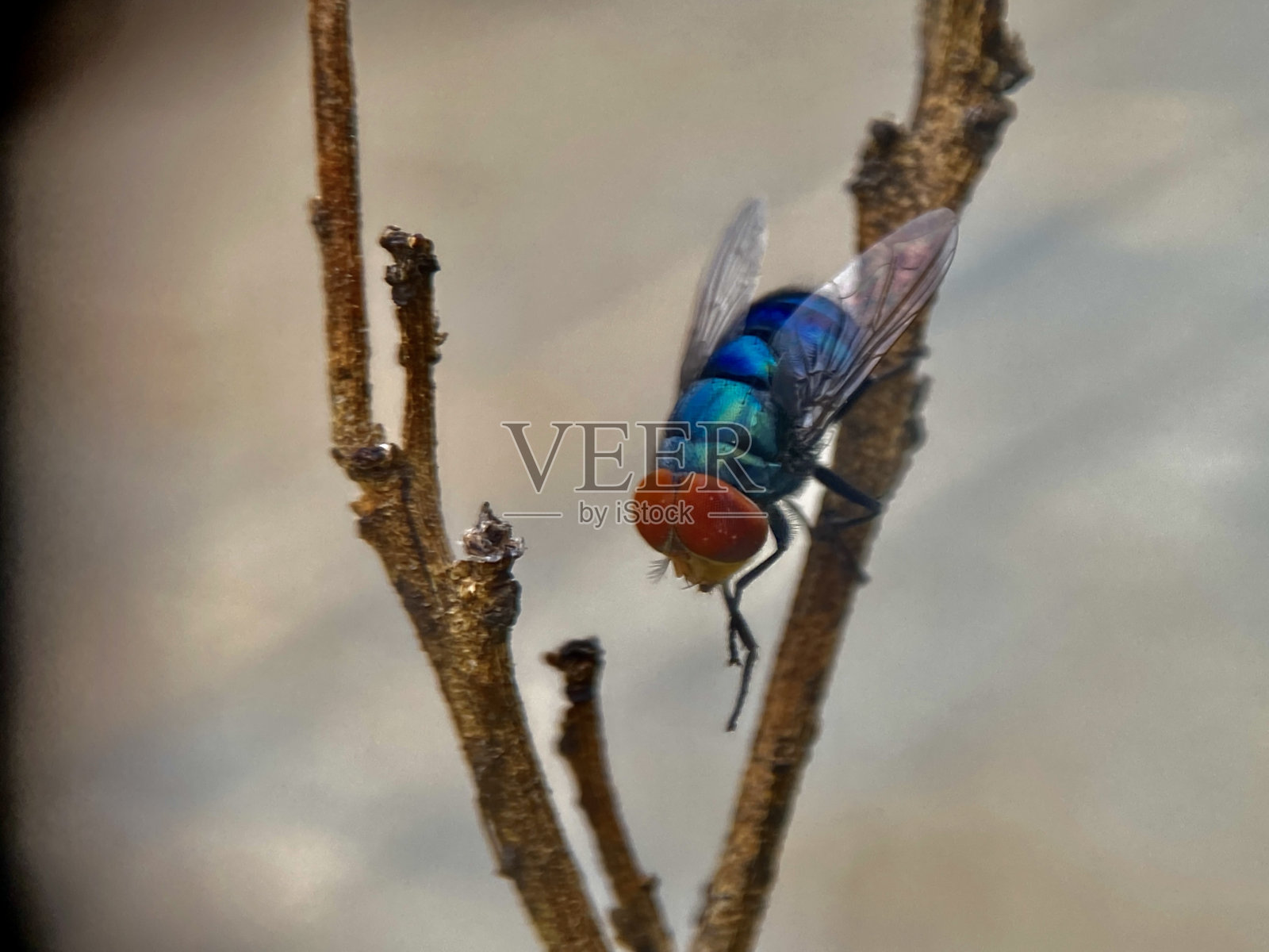 绿瓶子飞在植物叶子上的微距照片。使用选择性的焦点。照片摄影图片
