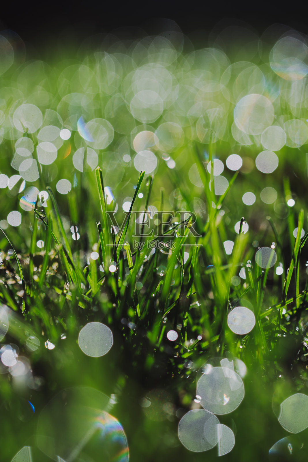 近距离的湿露覆盖绿色的草与闪闪的散景。照片摄影图片