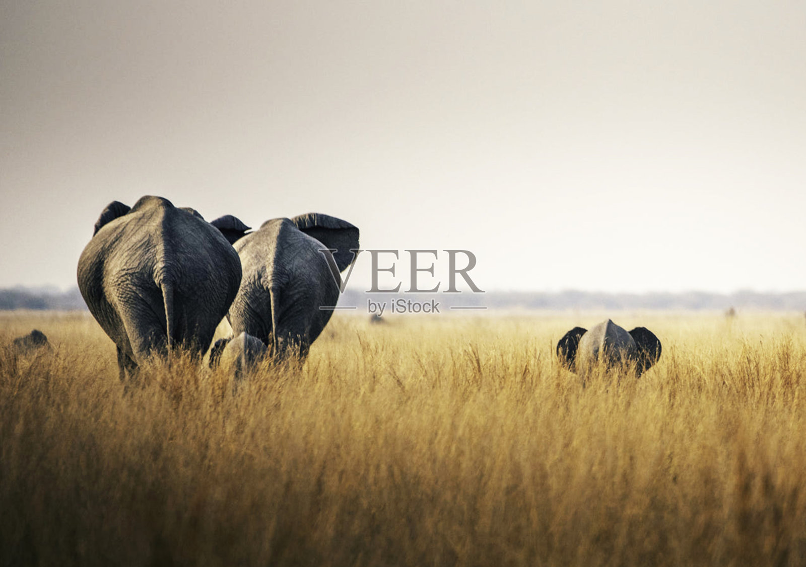 创意Savuti，博茨瓦纳野生动物图片照片摄影图片