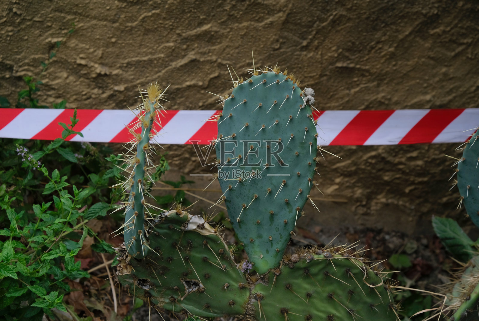 仙人掌和红白信号带。照片摄影图片