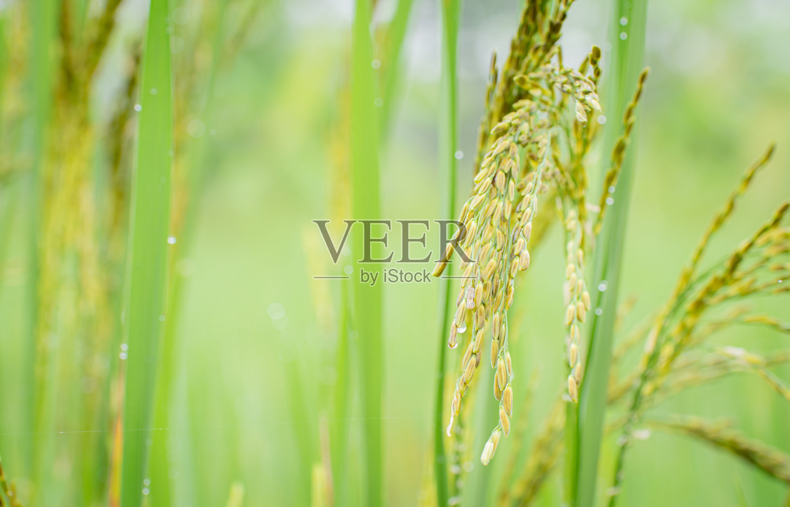 一捆柔软的米粒像一束花。稻田里的谷物特写。稻田的叶子模糊了背景。泰国的主要农作物照片摄影图片