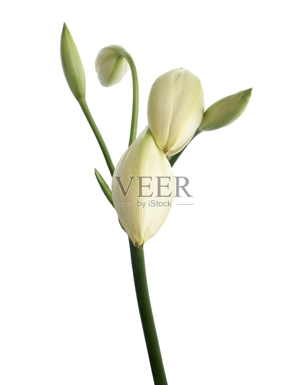 花，纳塔尔百合，白色背景上孤立的白百合照片摄影图片