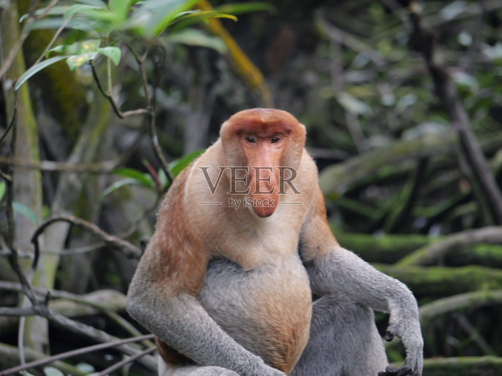 一只成年雄性长鼻猴(鼻猴幼虫)的雄性首领正坐着。照片摄影图片