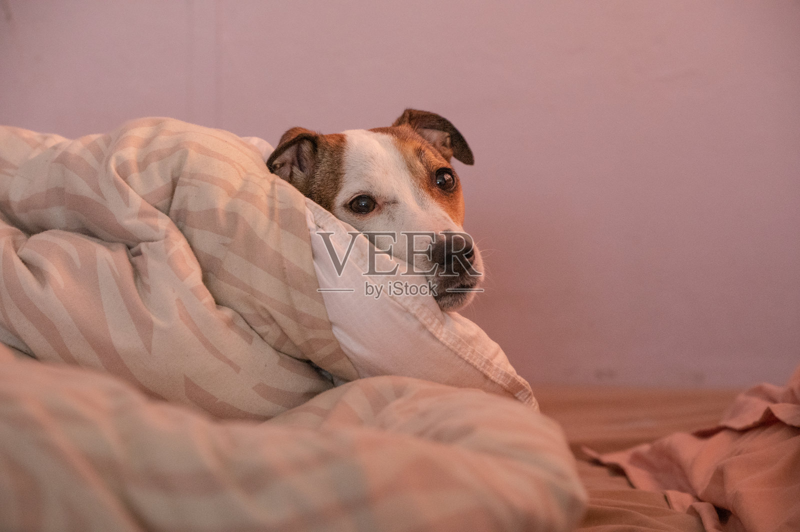 可爱的狗狗躺在毯子之间照片摄影图片
