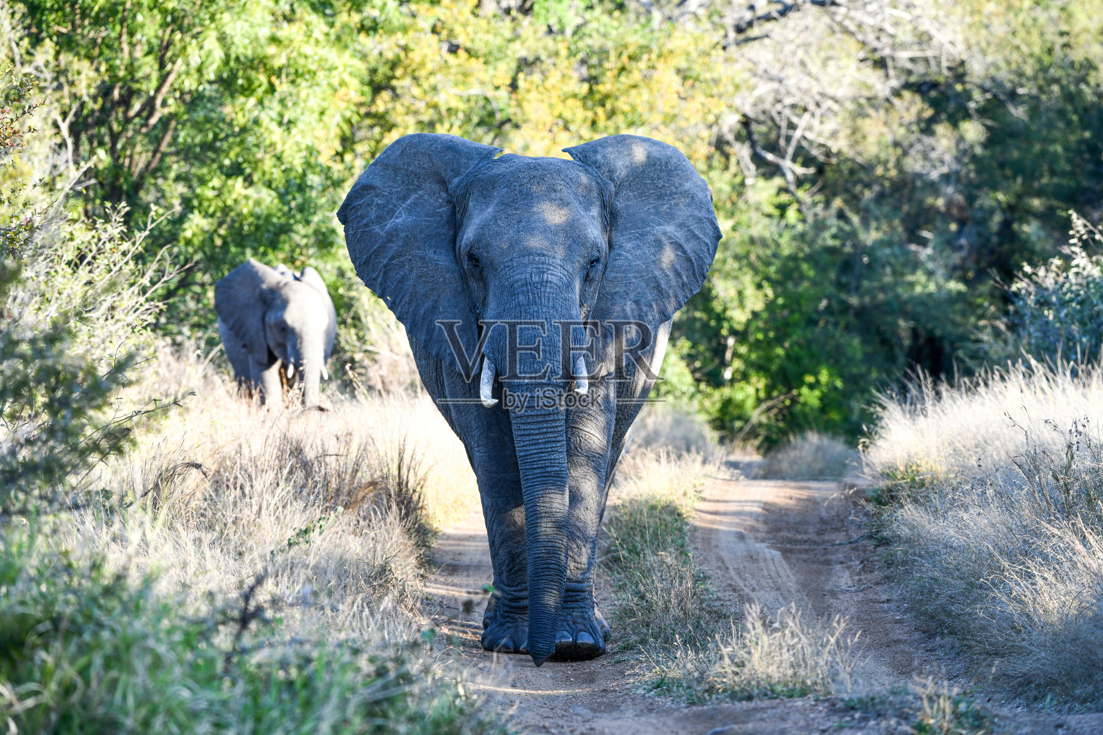 Timbavati的大象和Sabi Sands野生动物保护区照片摄影图片