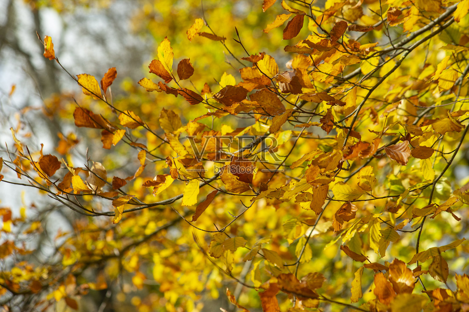 美丽的黄色秋枝。照片摄影图片