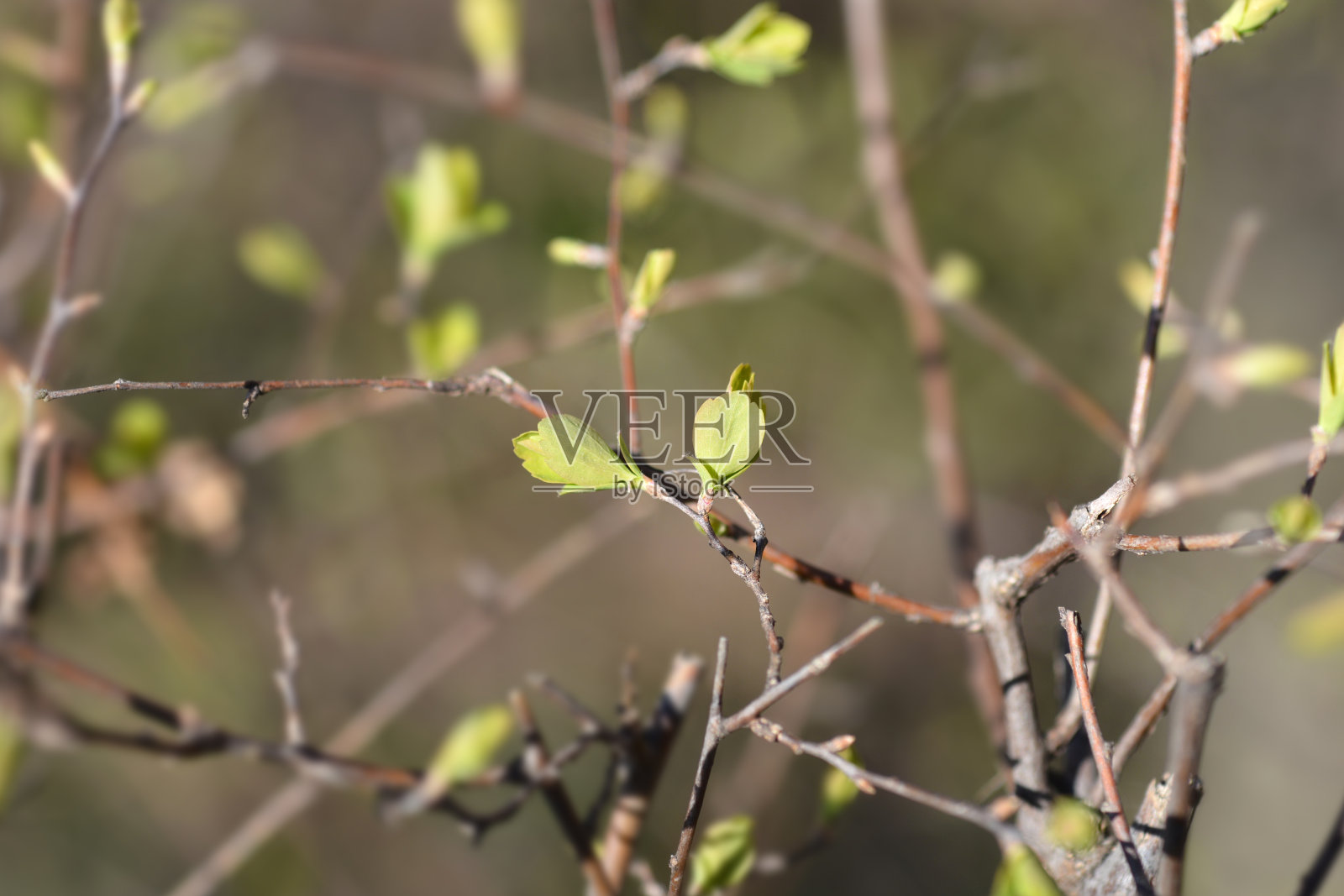 来自 Houttes spiraea照片摄影图片