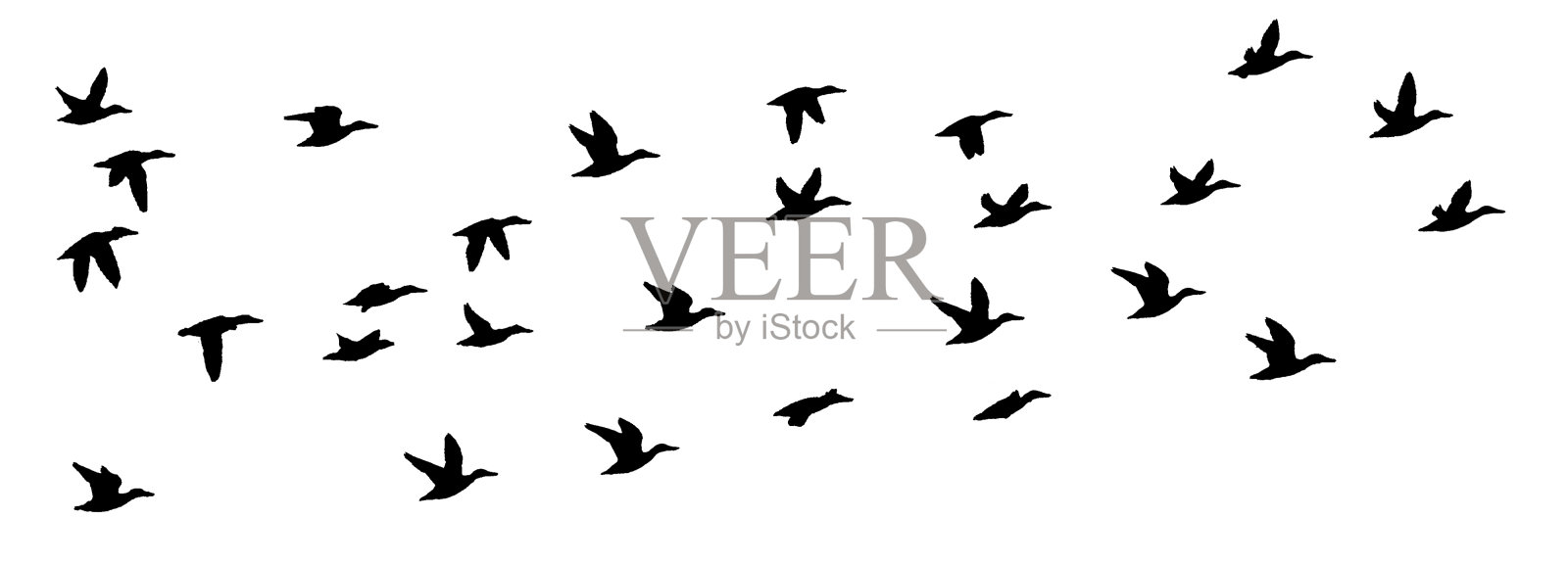 一群群鸟在白色的天空背景下飞翔照片摄影图片