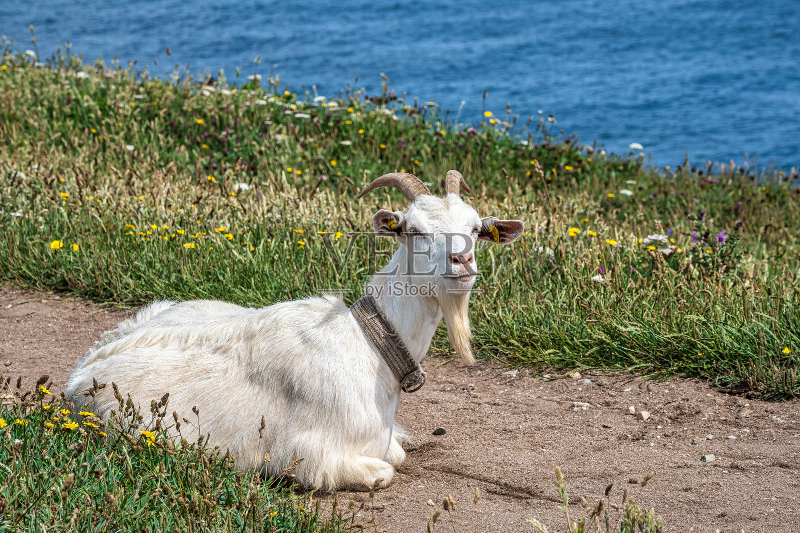 Estaca de Bares半岛海岸悬崖上的野山羊。西班牙加利西亚的阿科鲁尼亚省。照片摄影图片
