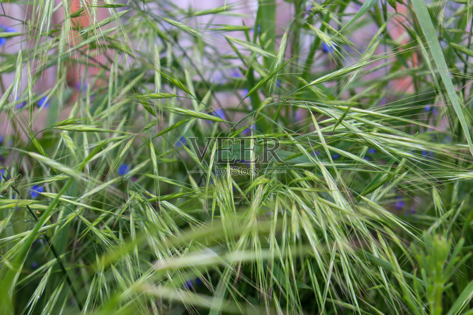 长草要结籽了照片摄影图片