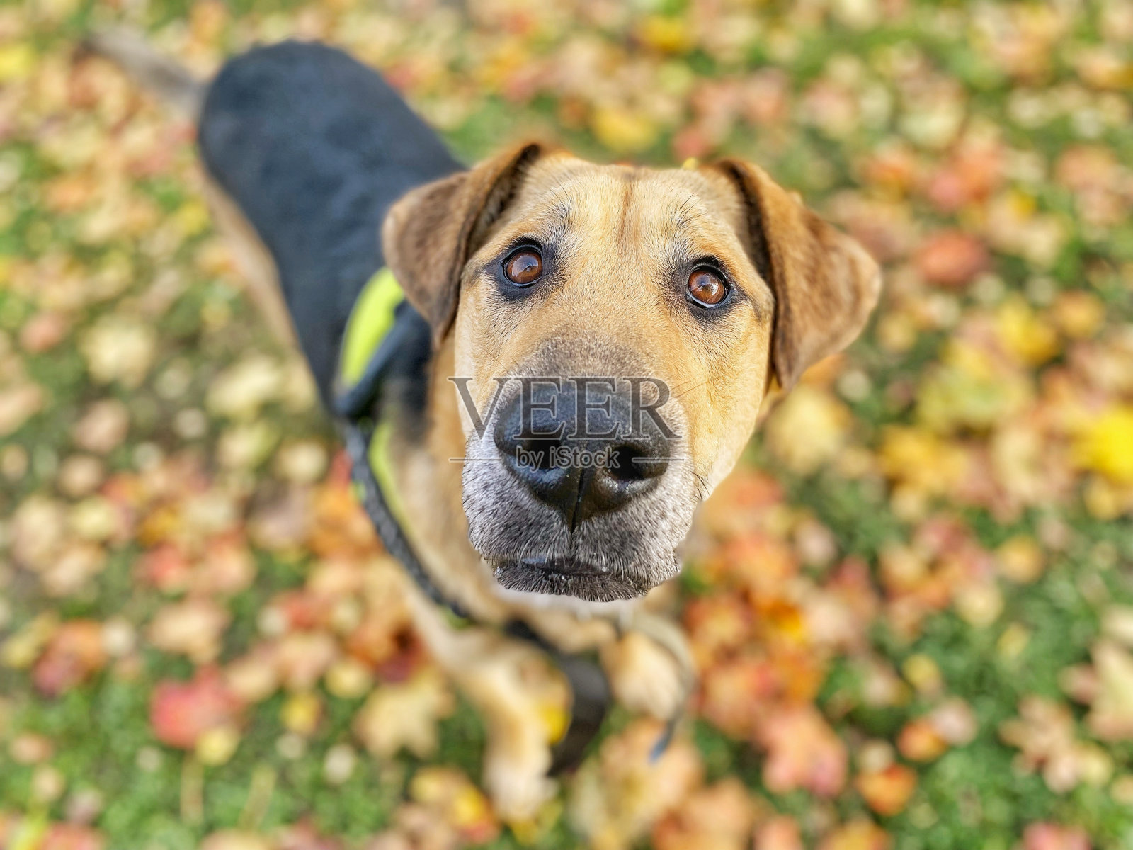 草坪和秋叶背景上一只大狗的有趣肖像照片摄影图片