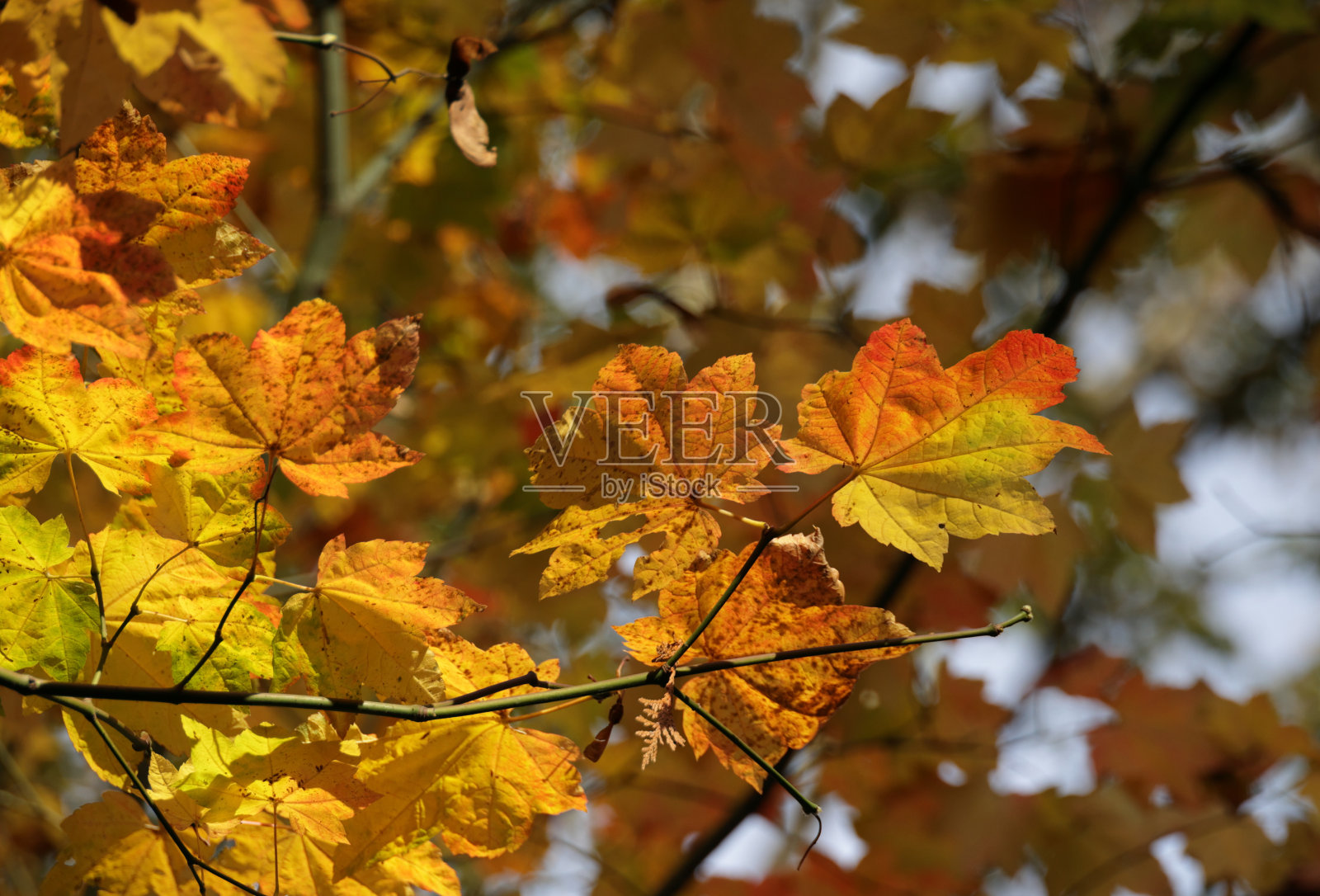 秋天，加拿大萨里郡的枫叶照片摄影图片