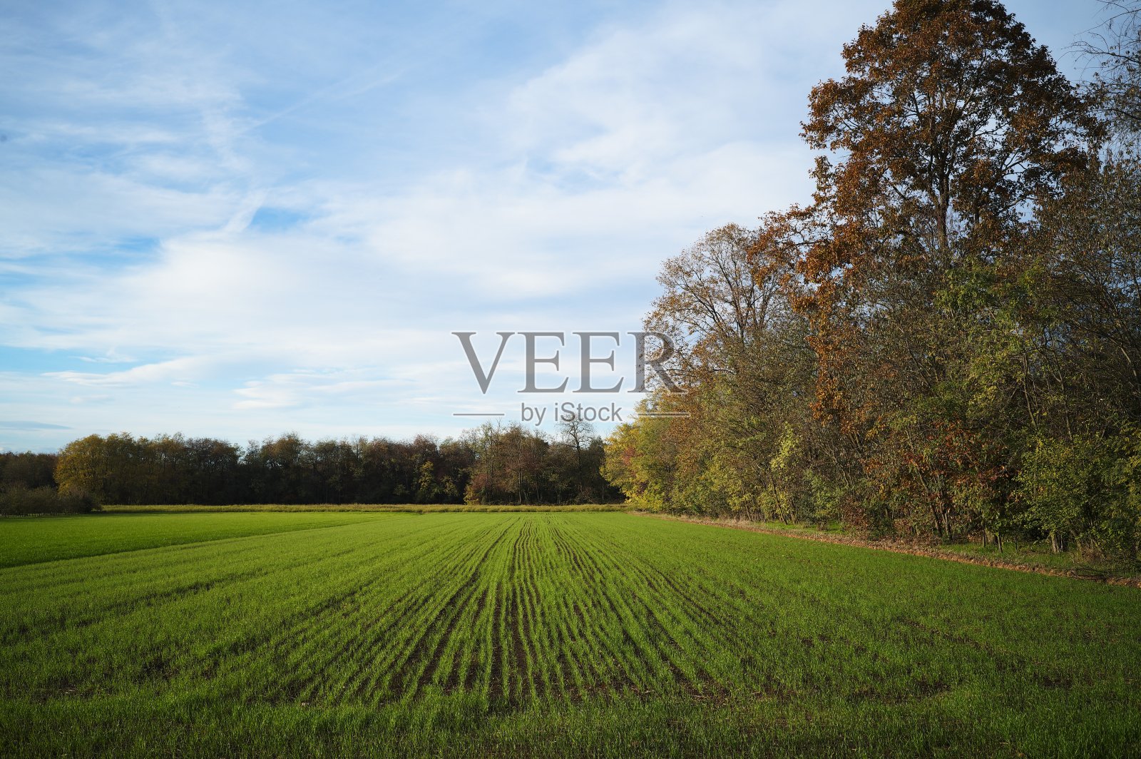 公园在秋天照片摄影图片