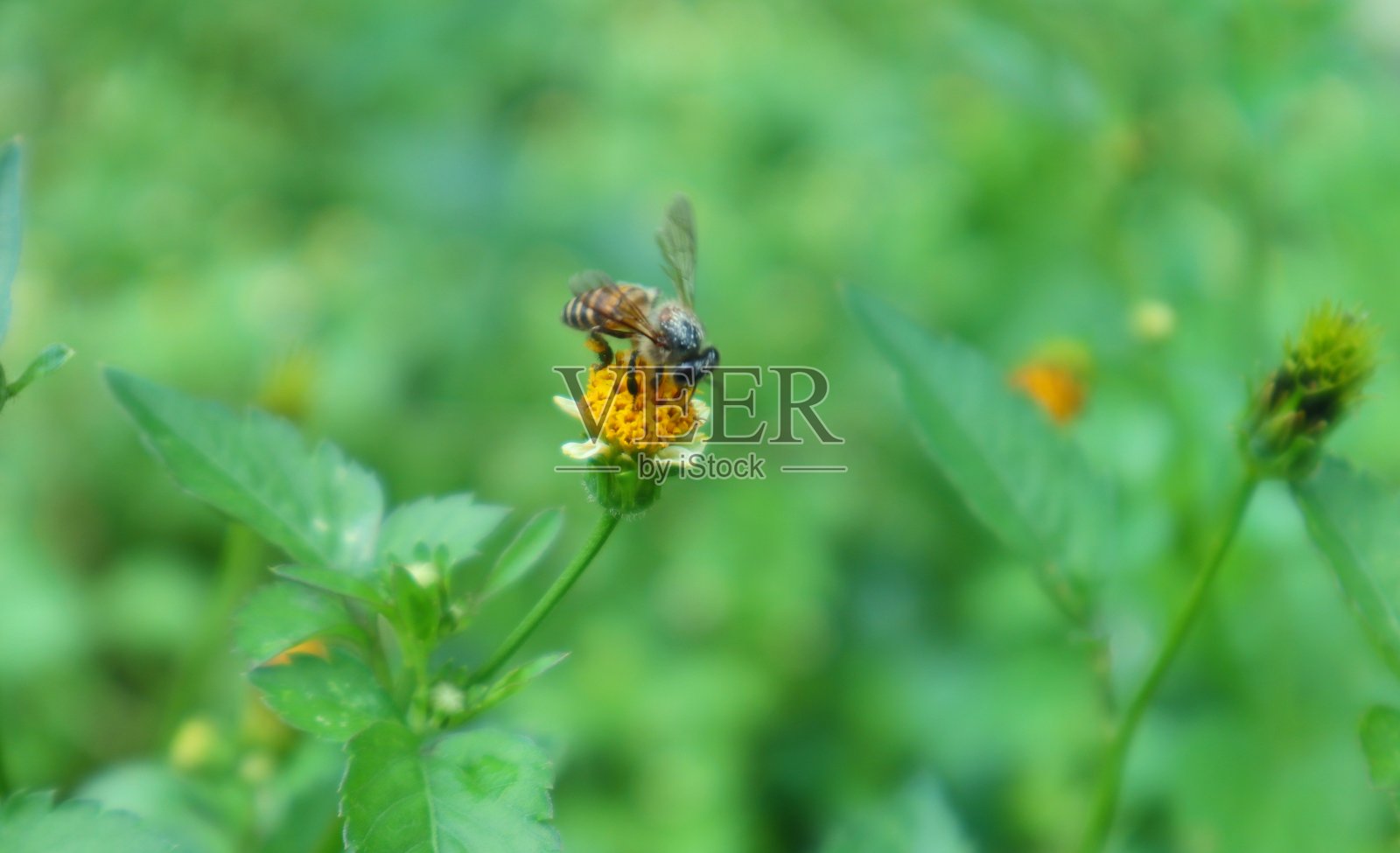 花和蜜蜂照片摄影图片