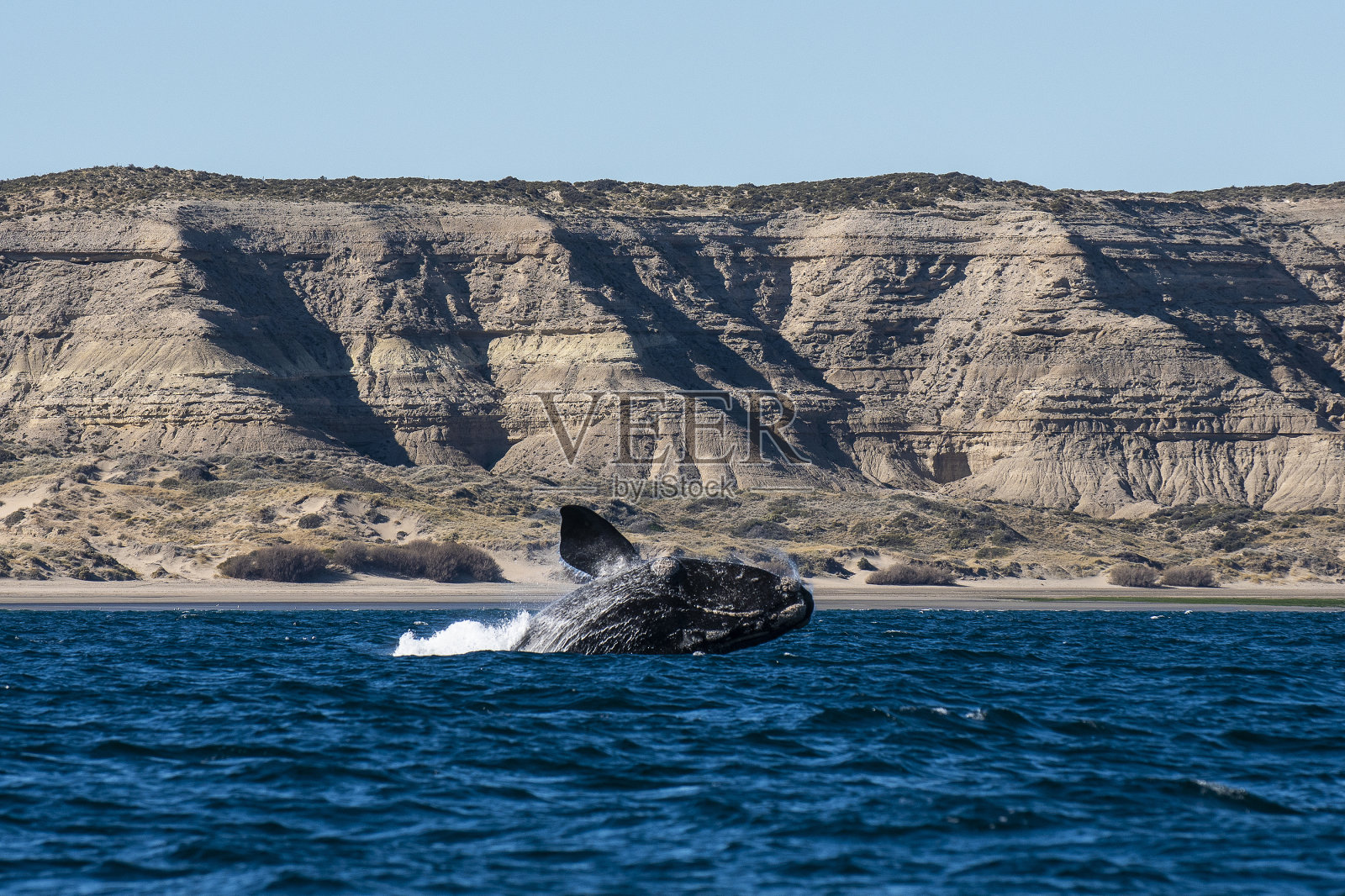 南露脊鲸跳跃，瓦尔德斯半岛，阿根廷照片摄影图片