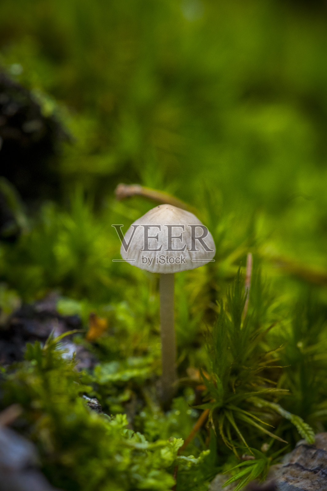 垂直微距镜头的凹槽帽毒蕈，蘑菇。拉丁文名:Mycena Polygramma照片摄影图片