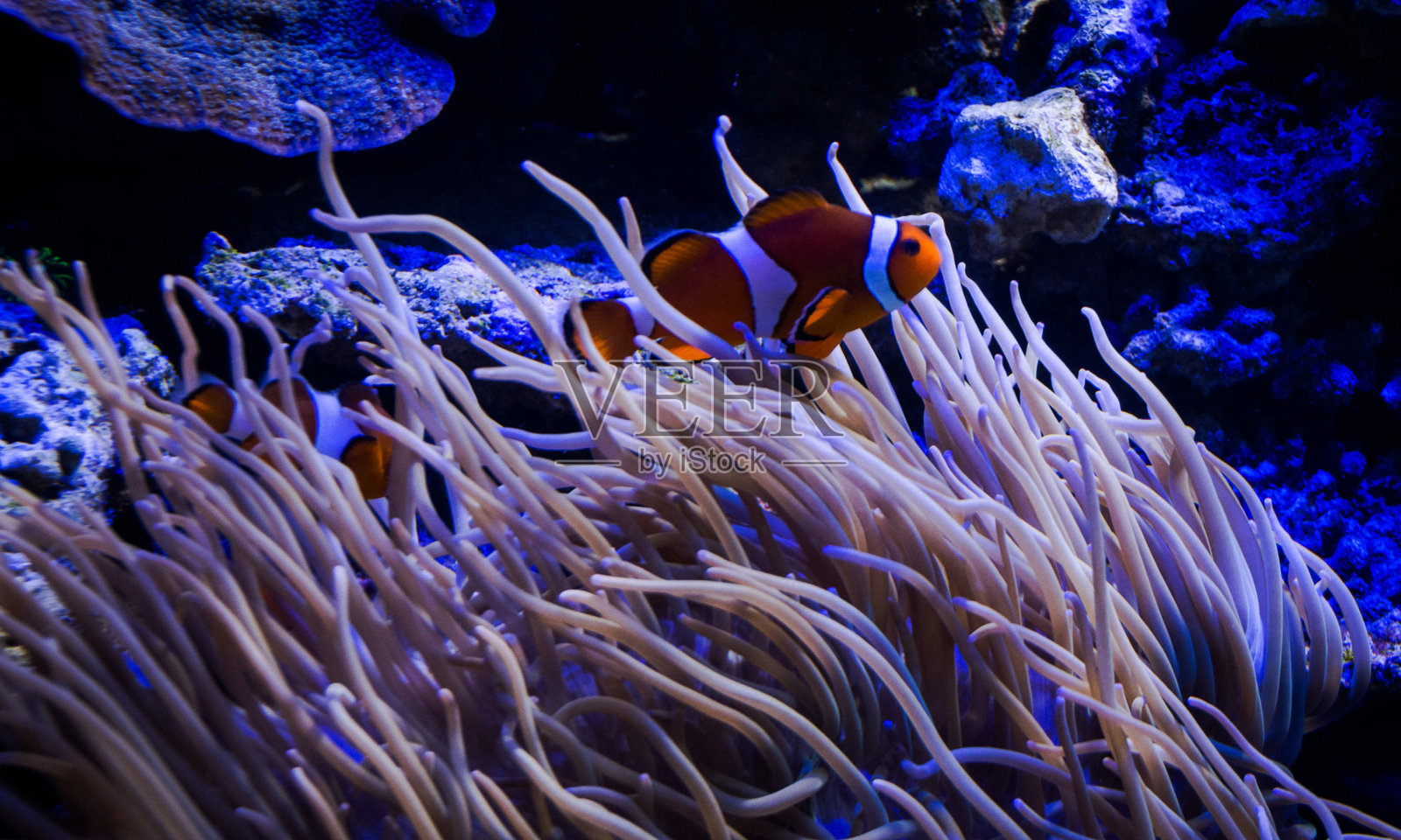 美丽的西帕丹，马来西亚的照片照片摄影图片