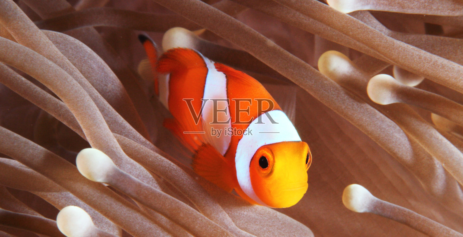 美丽的西帕丹，马来西亚的照片照片摄影图片