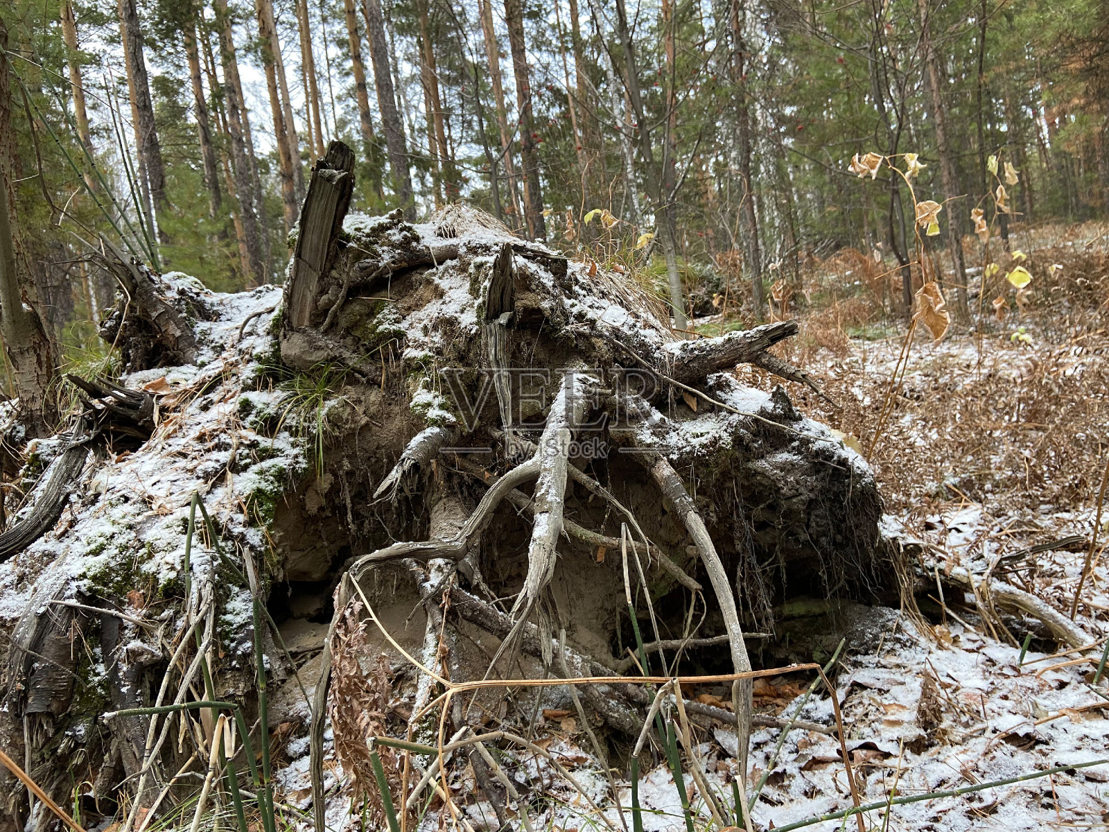 英国苏格兰西洛锡安林利斯哥Beecraigs乡村公园，林地里长满苔藓和草的老树桩。照片摄影图片