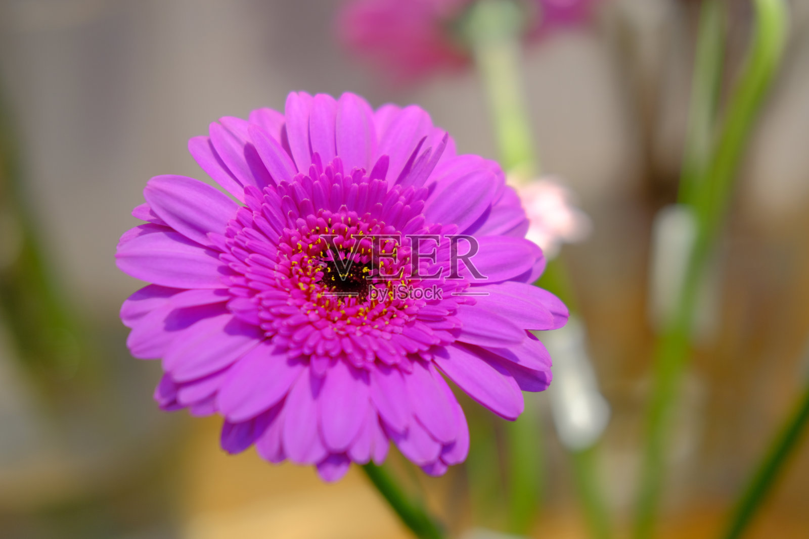 花园里有美丽多彩的花照片摄影图片