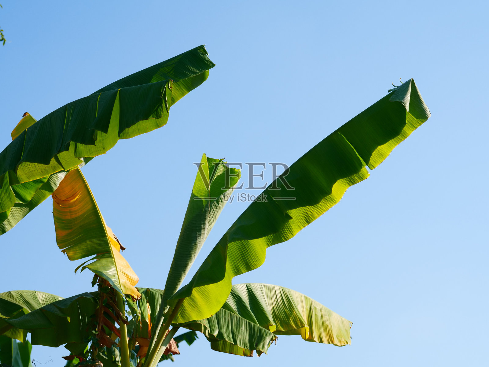 香蕉叶子照片摄影图片