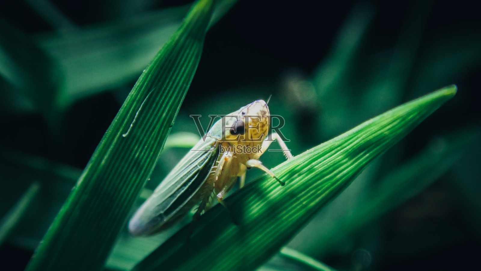 叶蝉在草地上摆姿势的微距特写照片摄影图片
