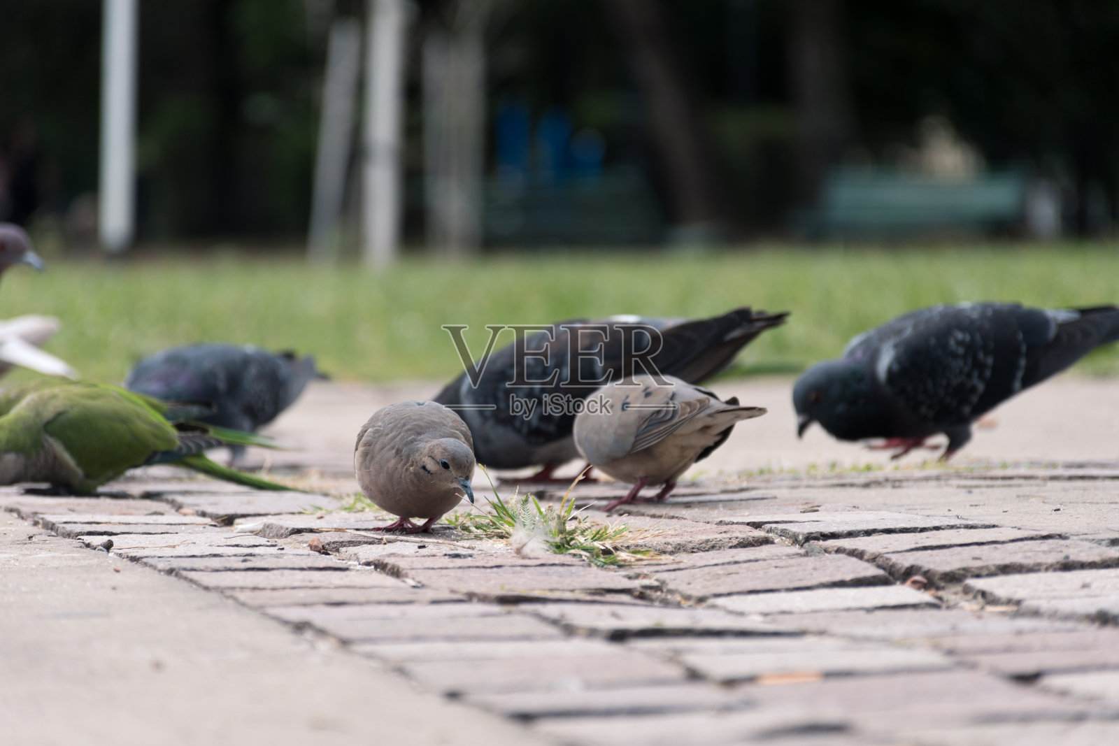 鸽子和鹦鹉在城市公园的地上吃东西。照片摄影图片