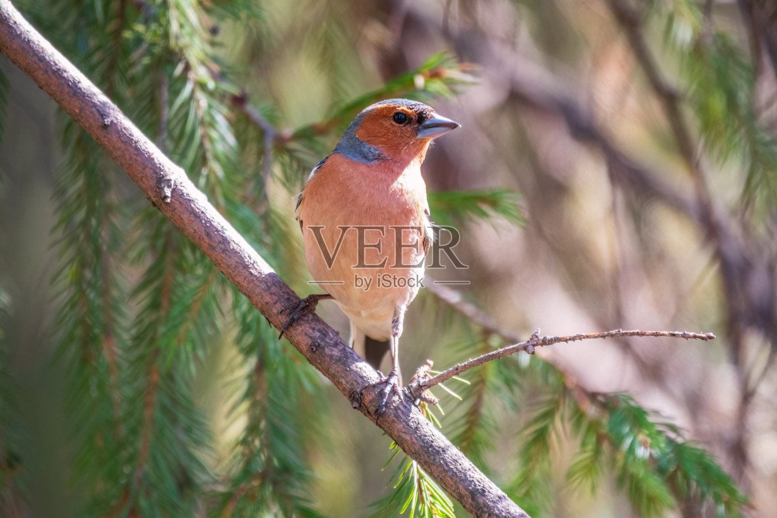 春天，普通的苍头燕雀(Fringilla coelebs)坐在绿色背景的树枝上。野生动物中常见的苍头燕雀。照片摄影图片